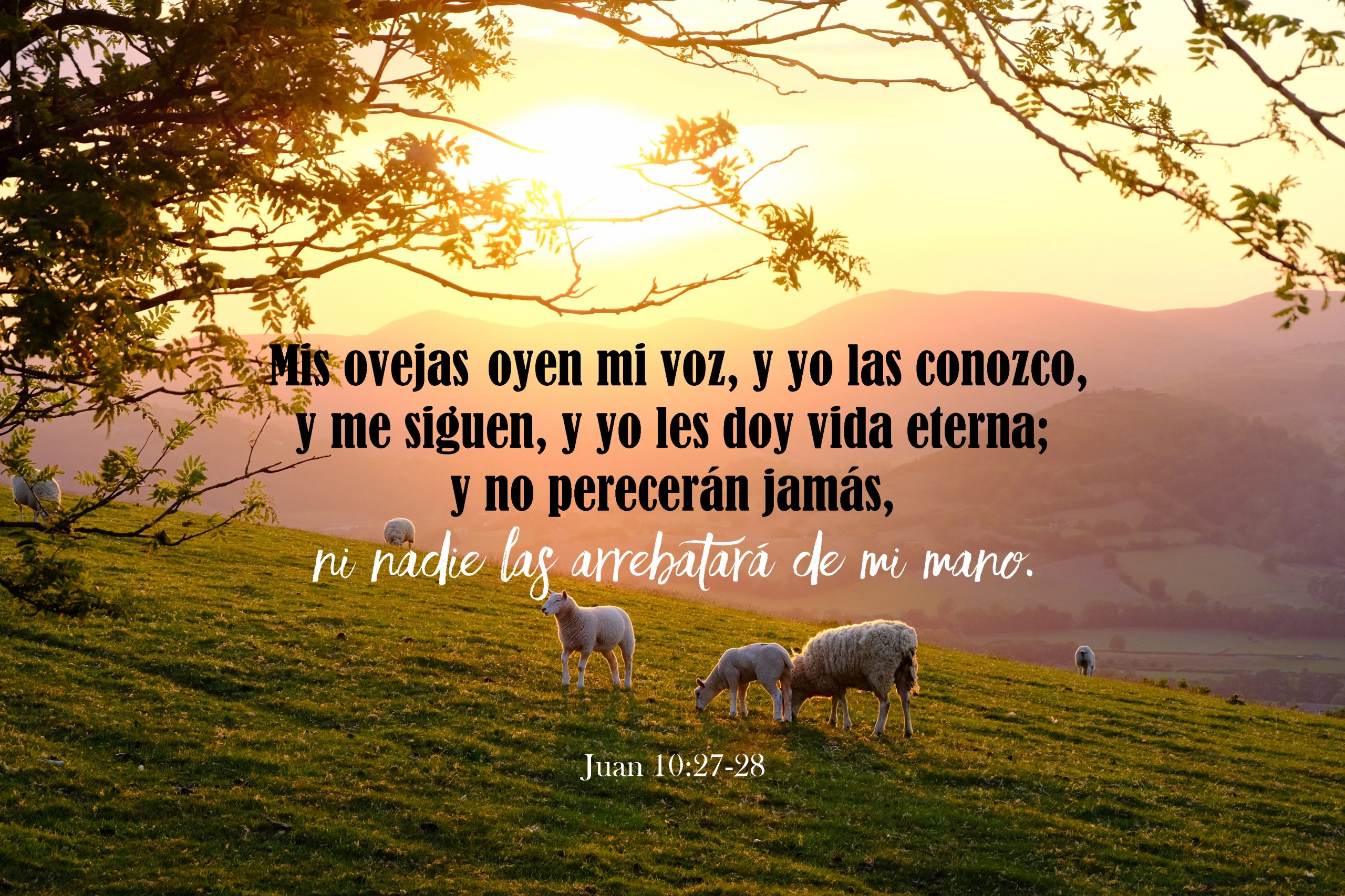 Lienzo/ Canvas Mis Ovejas; Juan 10:27-28