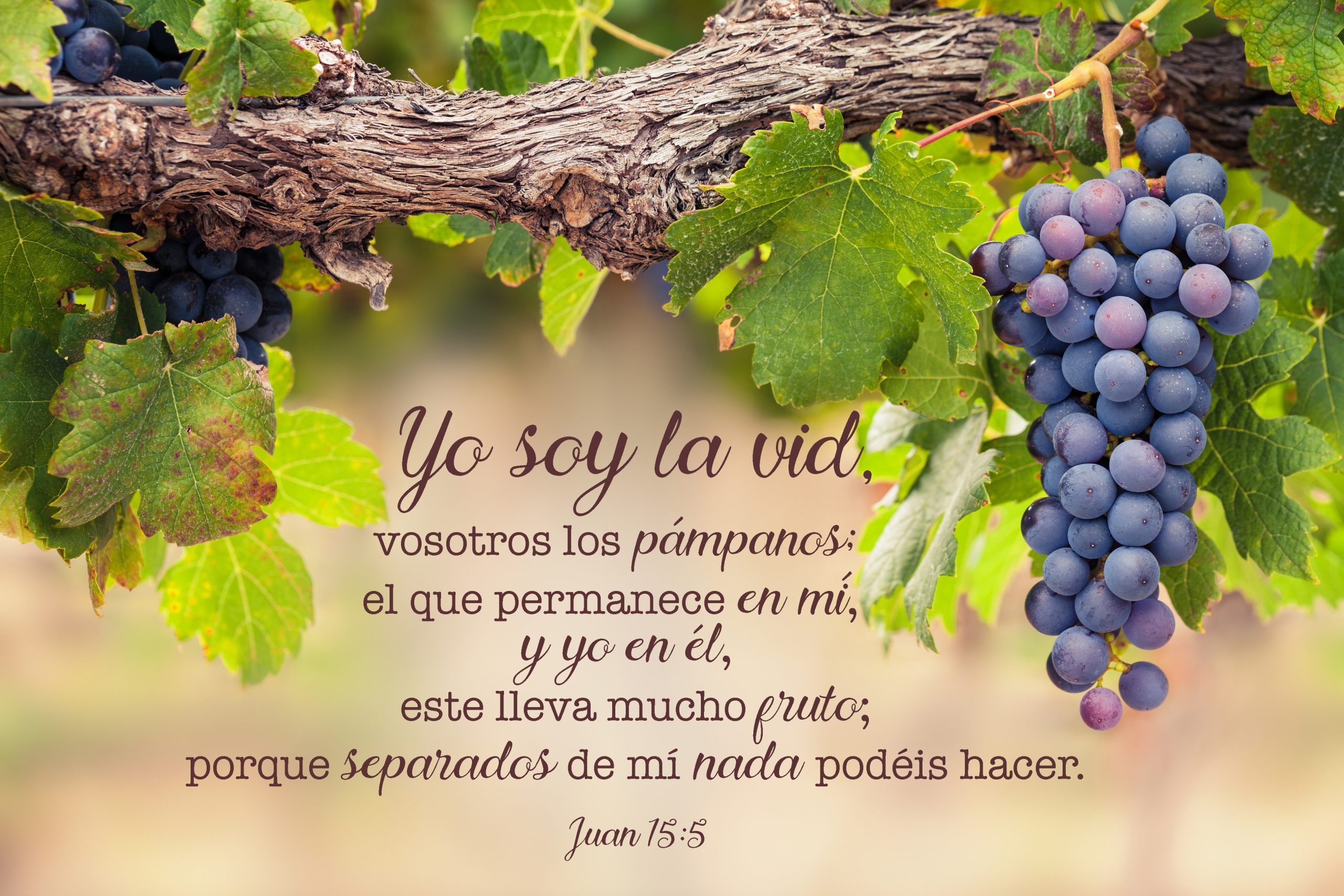 Lienzo/ Canvas Yo Soy La Vid; Juan 15:5